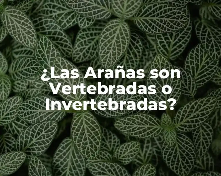 ¿Las Arañas son Vertebradas o Invertebradas?