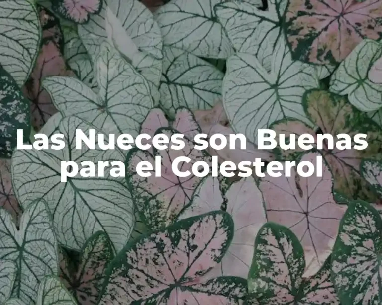 Las Nueces son Buenas para el Colesterol