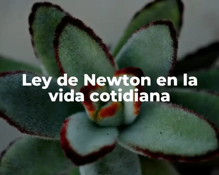 Ley de Newton en la vida cotidiana