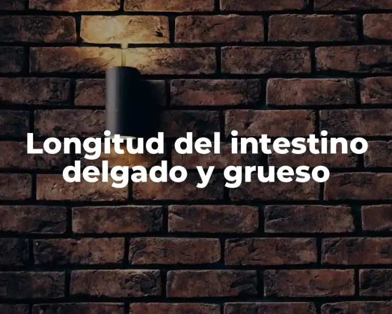 Longitud del intestino delgado y grueso