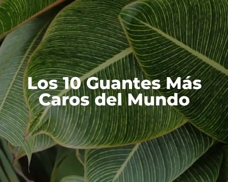 Los 10 Guantes Más Caros del Mundo