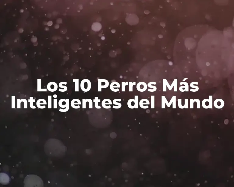 Los 10 Perros Más Inteligentes del Mundo