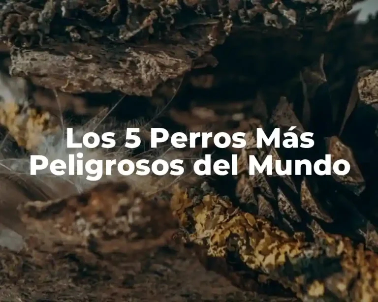Los 5 Perros Más Peligrosos del Mundo