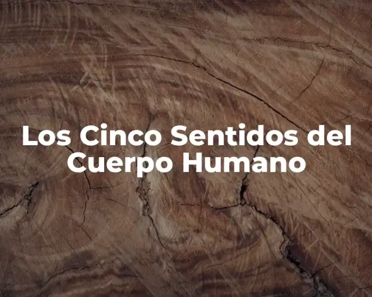 Los Cinco Sentidos del Cuerpo Humano