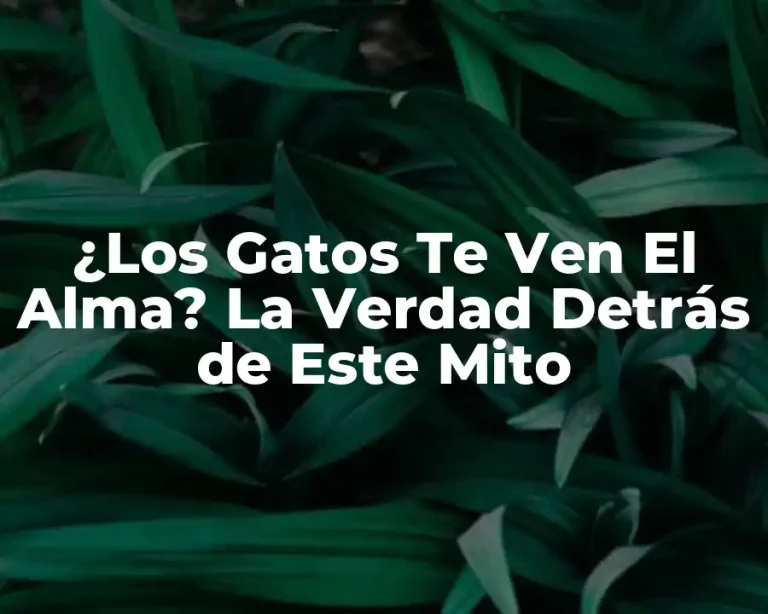 ¿Los Gatos Te Ven El Alma? La Verdad Detrás de Este Mito
