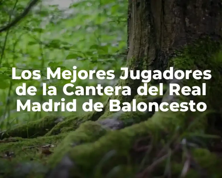 Los Mejores Jugadores de la Cantera del Real Madrid de Baloncesto