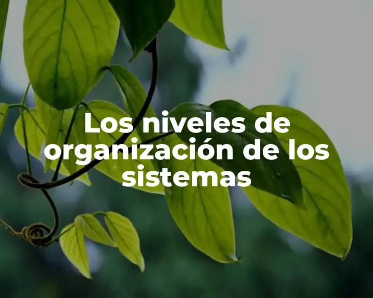 Los niveles de organización de los sistemas
