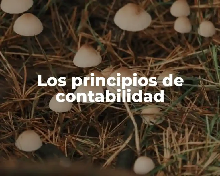 Los principios de contabilidad