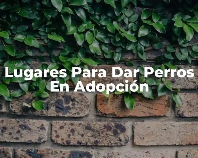 Lugares Para Dar Perros En Adopción