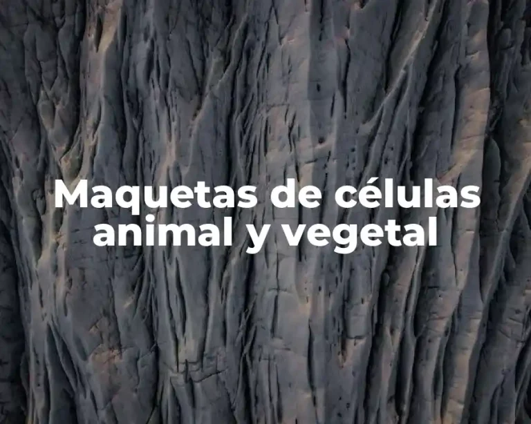 Maquetas de células animal y vegetal