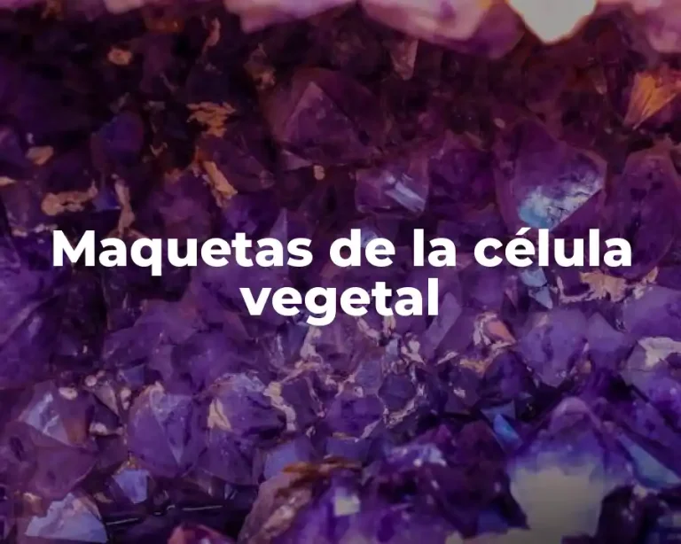 Maquetas de la célula vegetal