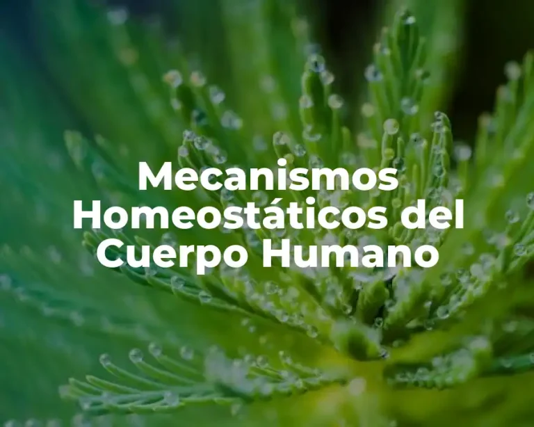 Mecanismos Homeostáticos del Cuerpo Humano