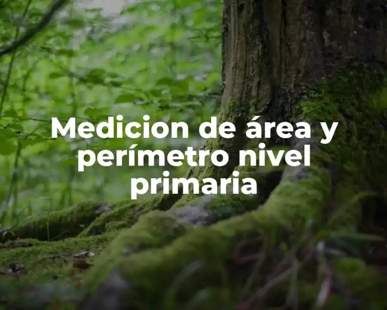 Medicion de área y perímetro nivel primaria