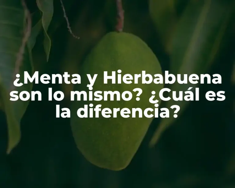 ¿Menta y Hierbabuena son lo mismo? ¿Cuál es la diferencia?