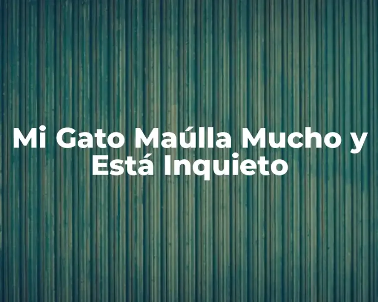 Mi Gato Maúlla Mucho y Está Inquieto