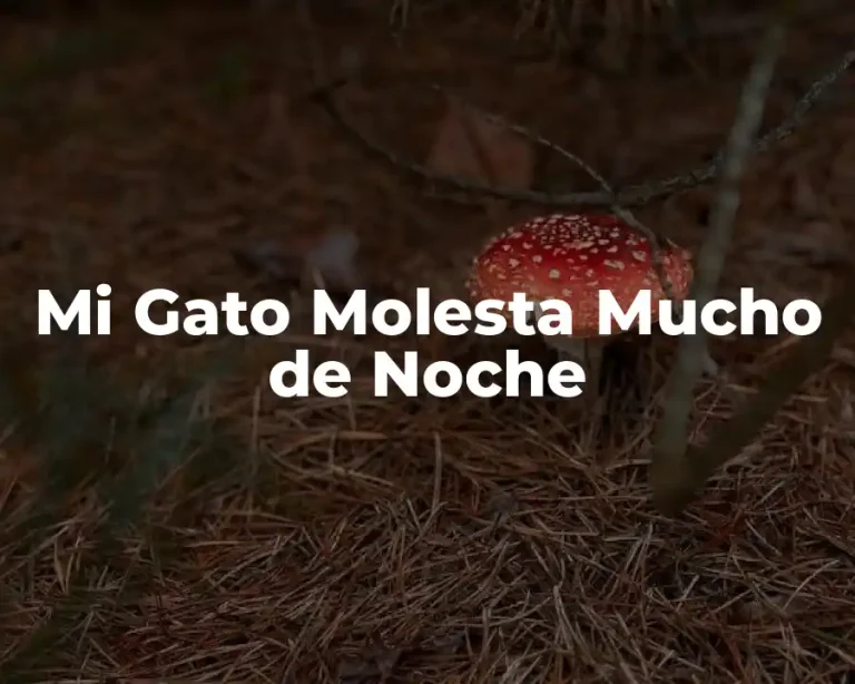 Mi Gato Molesta Mucho de Noche