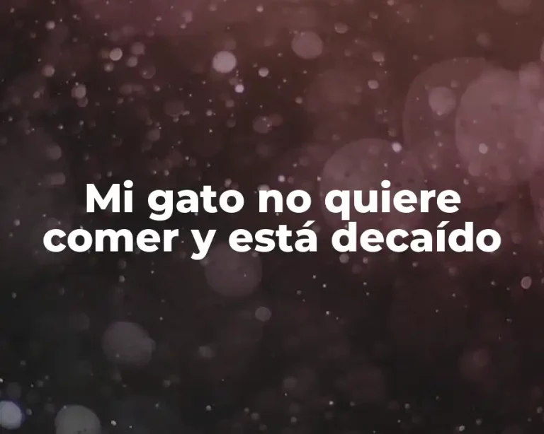 Mi gato no quiere comer y está decaído