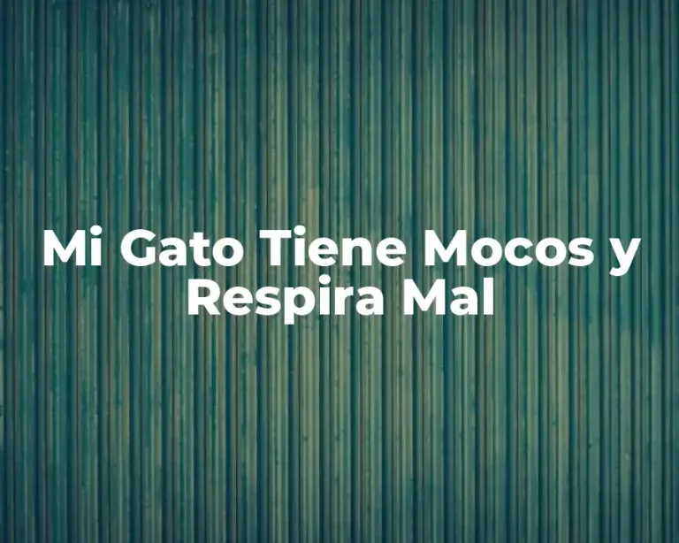 Mi Gato Tiene Mocos y Respira Mal