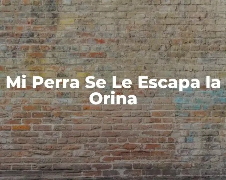 Mi Perra Se Le Escapa la Orina