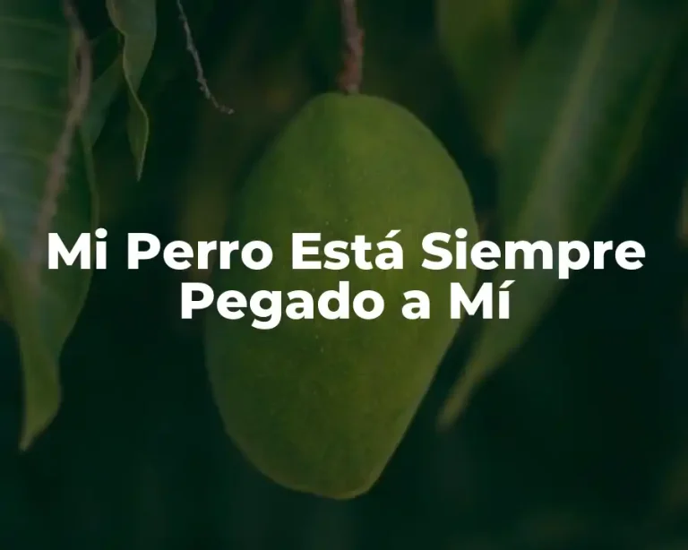 Mi Perro Está Siempre Pegado a Mí