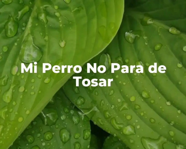 Mi Perro No Para de Tosar