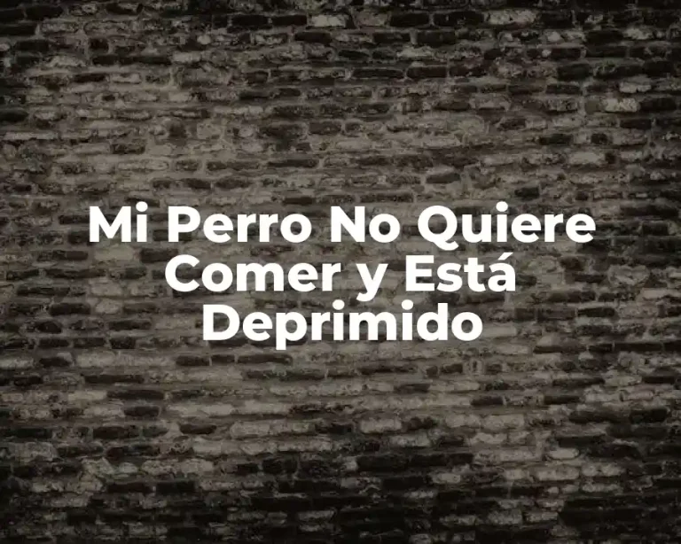 Mi Perro No Quiere Comer y Está Deprimido
