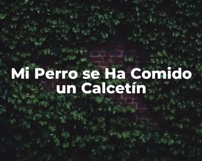 Mi Perro se Ha Comido un Calcetín