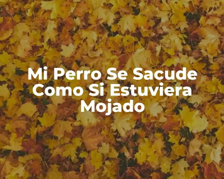 Mi Perro Se Sacude Como Si Estuviera Mojado