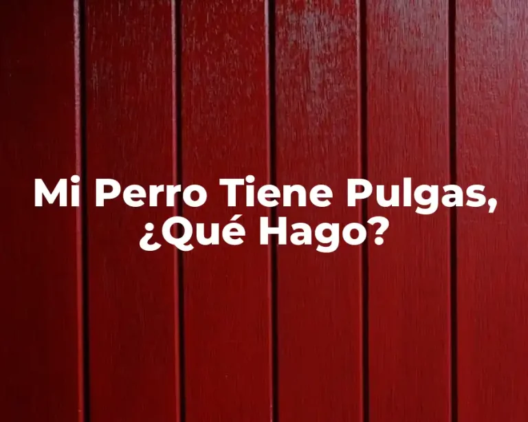 Mi Perro Tiene Pulgas, ¿Qué Hago?