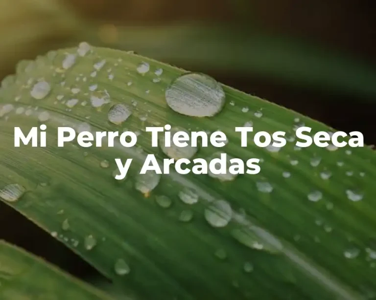 Mi Perro Tiene Tos Seca y Arcadas