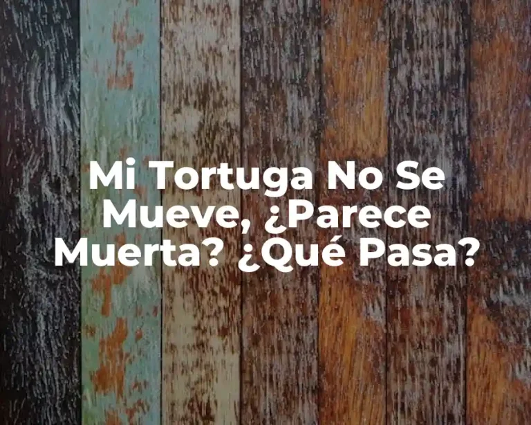 Mi Tortuga No Se Mueve, ¿Parece Muerta? ¿Qué Pasa?