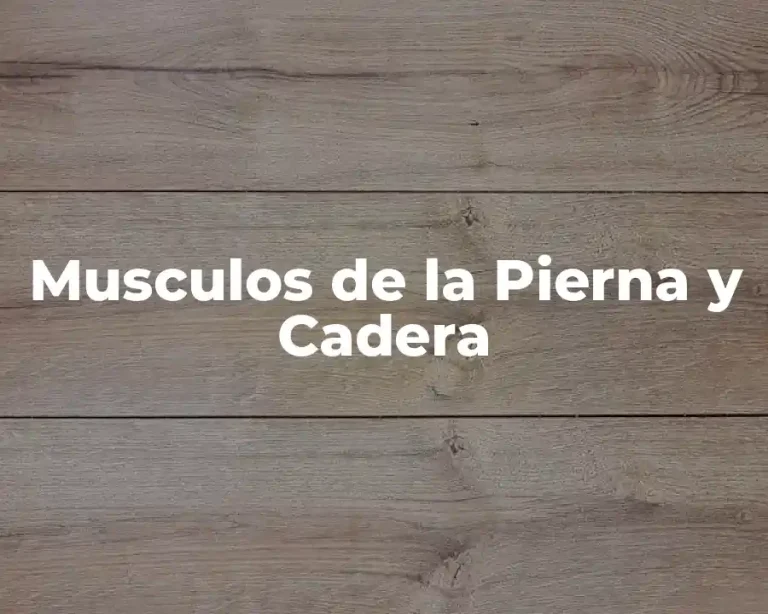 Musculos de la Pierna y Cadera