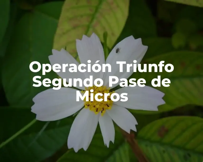 Operación Triunfo Segundo Pase de Micros