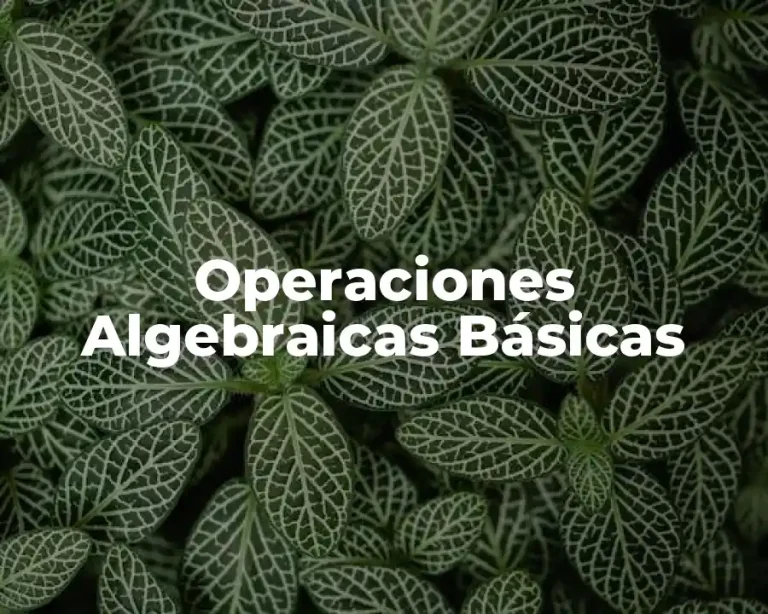 Operaciones Algebraicas Básicas