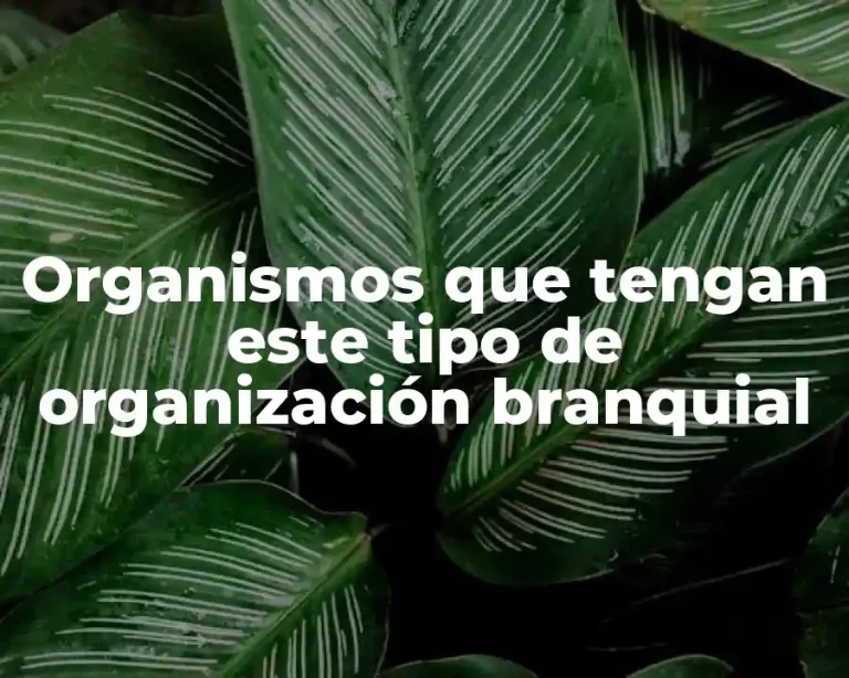 Organismos que tengan este tipo de organización branquial