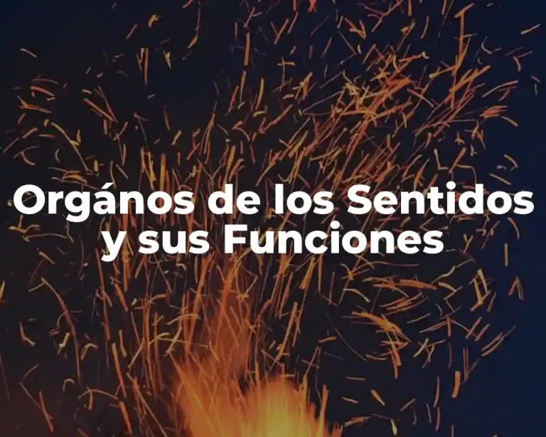 Orgános de los Sentidos y sus Funciones