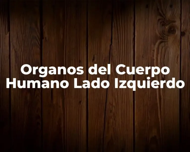 Organos del Cuerpo Humano Lado Izquierdo