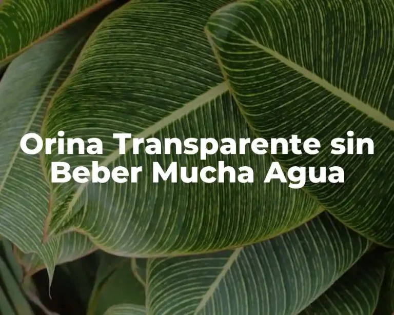 Orina Transparente sin Beber Mucha Agua
