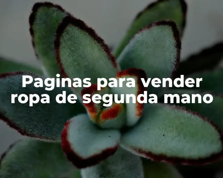 Paginas para vender ropa de segunda mano