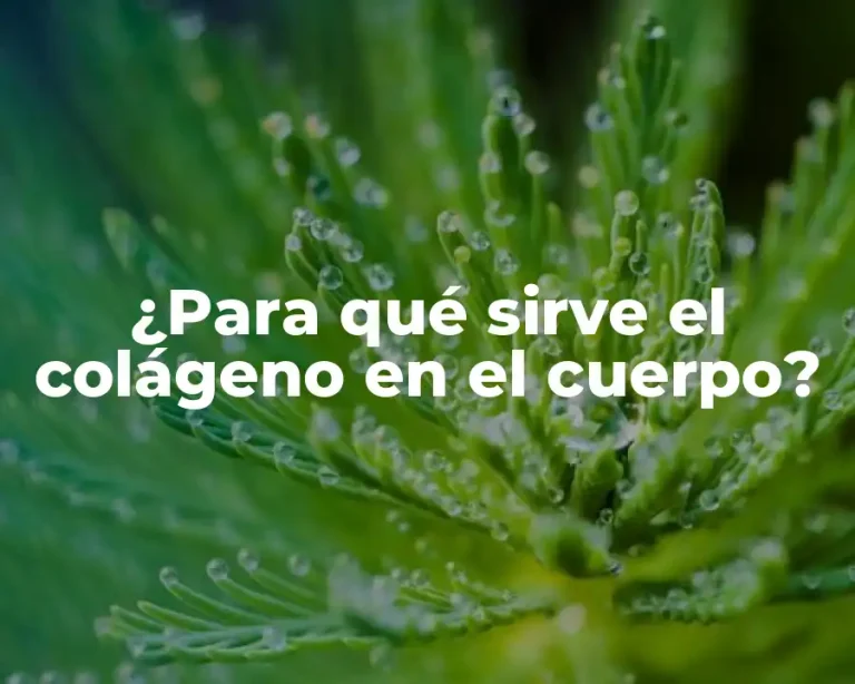 ¿Para qué sirve el colágeno en el cuerpo?