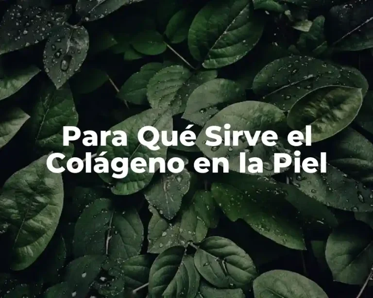 Para Qué Sirve el Colágeno en la Piel