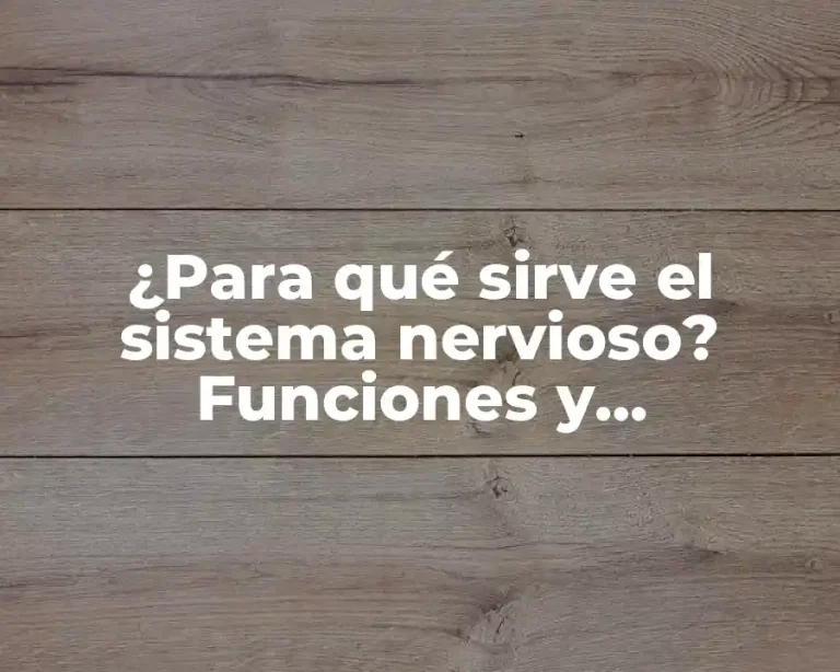 ¿Para qué sirve el sistema nervioso? Funciones y Importancia