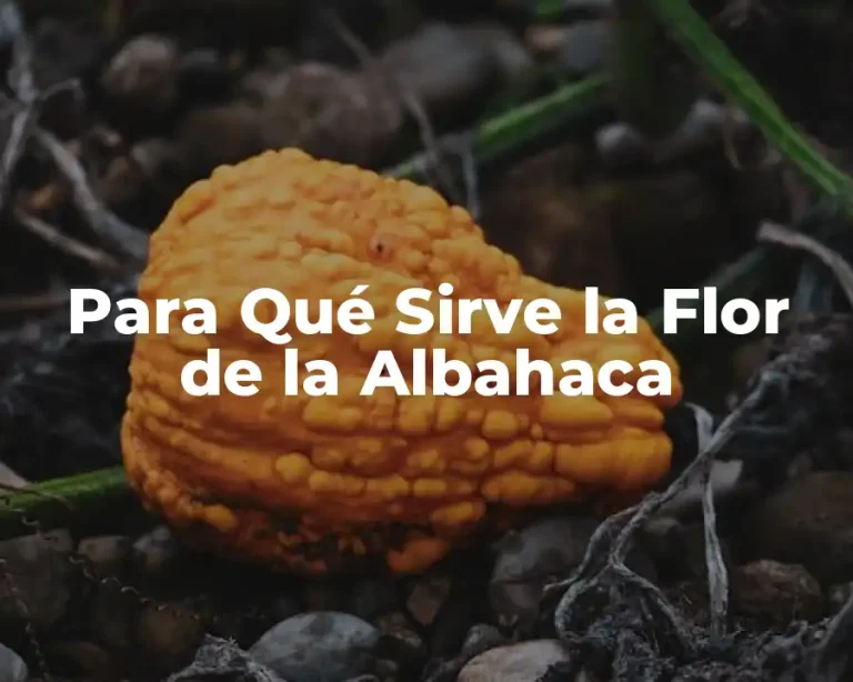 Para Qué Sirve la Flor de la Albahaca