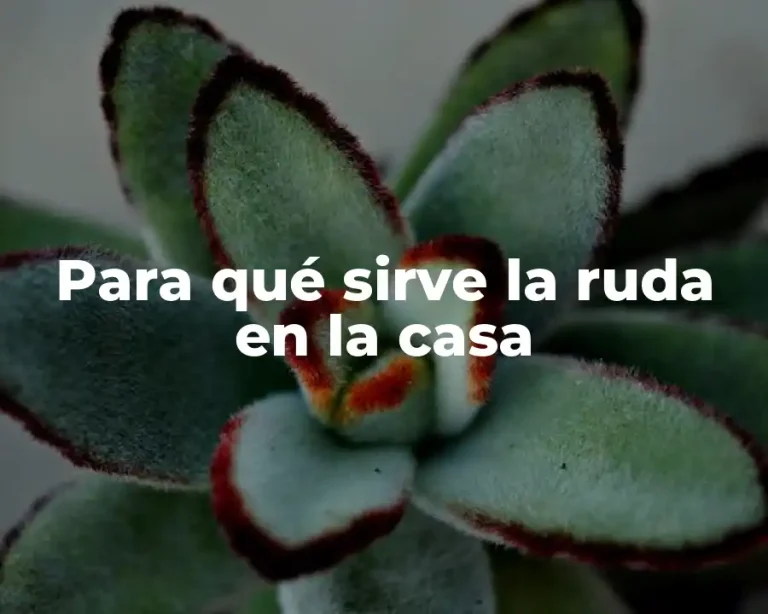 Para qué sirve la ruda en la casa