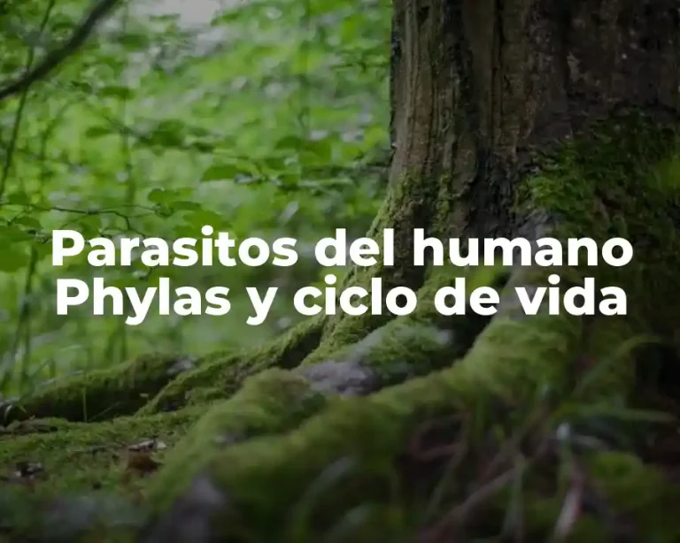 Parasitos del humano Phylas y ciclo de vida
