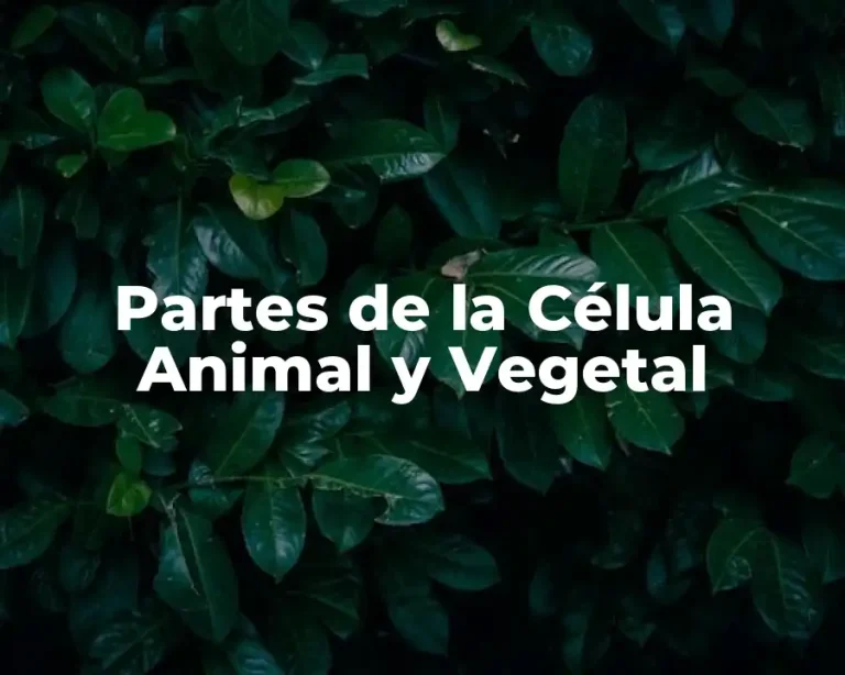 Partes de la Célula Animal y Vegetal
