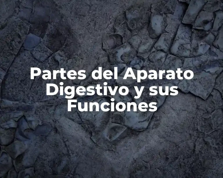 Partes del Aparato Digestivo y sus Funciones