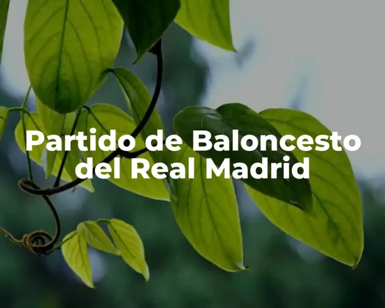 Partido de Baloncesto del Real Madrid