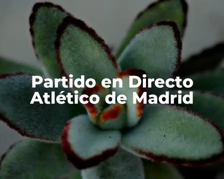 Partido en Directo Atlético de Madrid