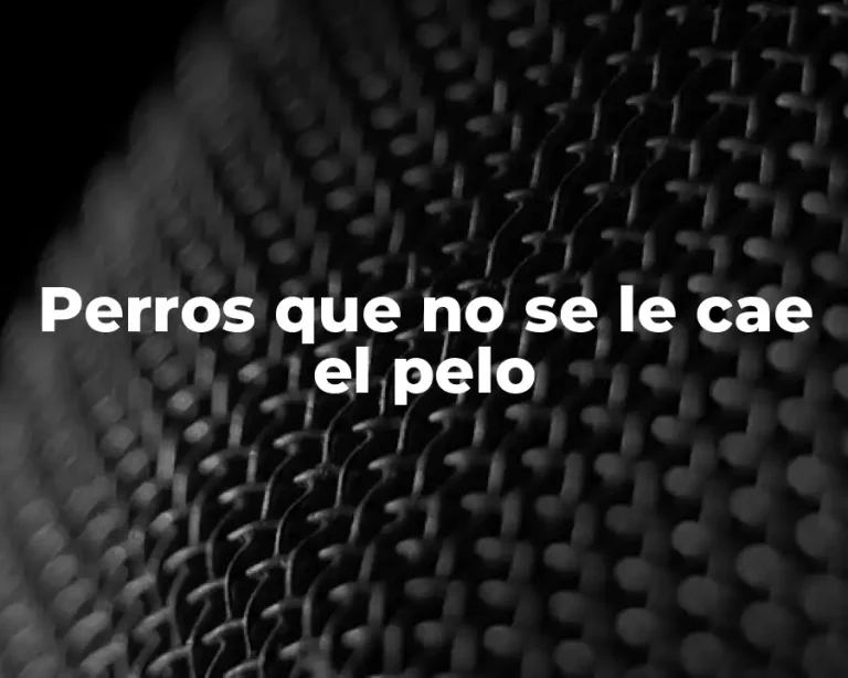 Perros que no se le cae el pelo